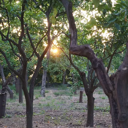 Panzió Lemon Factor