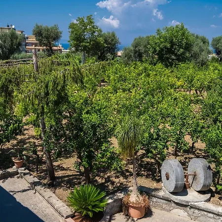 Lemon Factor סורנטו