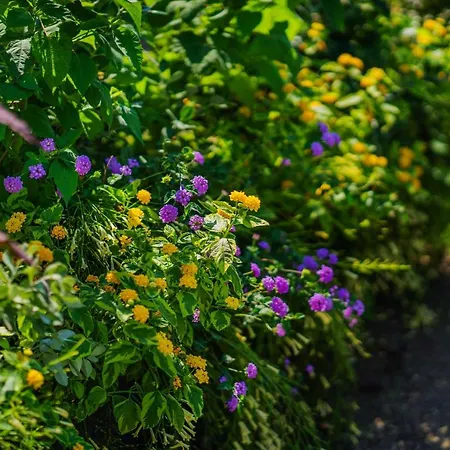 Lemon Factor Couette-café 4*