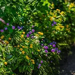 Lemon Factor Bed and breakfast 4*