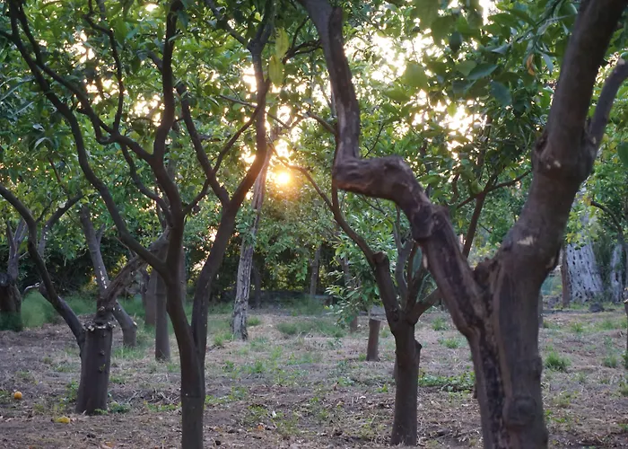 ベッド・アンド・ブレックファスト Lemon Factor