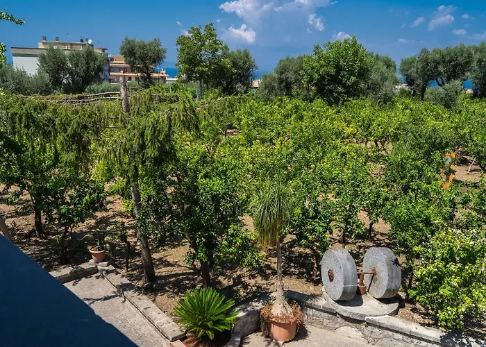 Lemon Factor ソレント